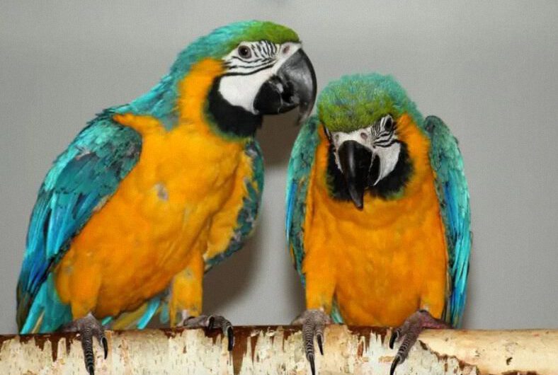 ¿Hay animales que hablan entre ellos? ¿cuáles son?