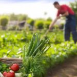 Un estudio dice que cultivar sus propios alimentos es «malo para el clima», he aquí por que están equivocados