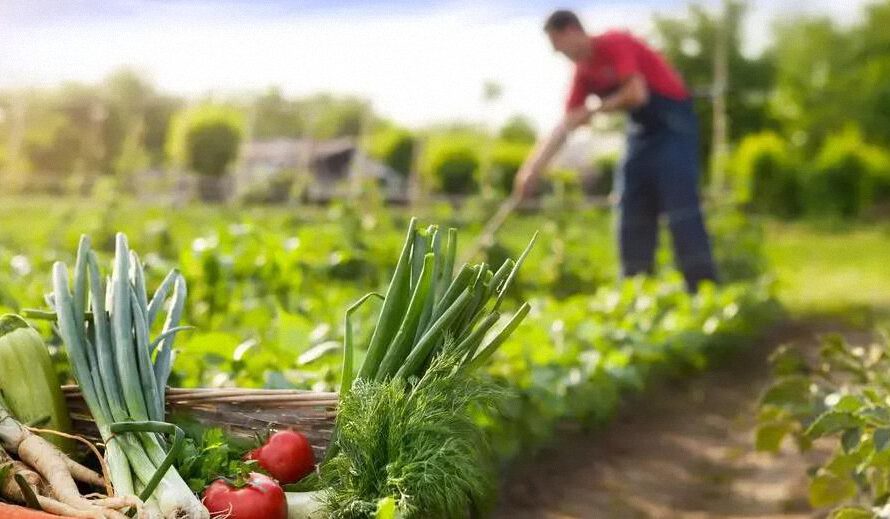 Un estudio dice que cultivar sus propios alimentos es «malo para el clima», he aquí por que están equivocados