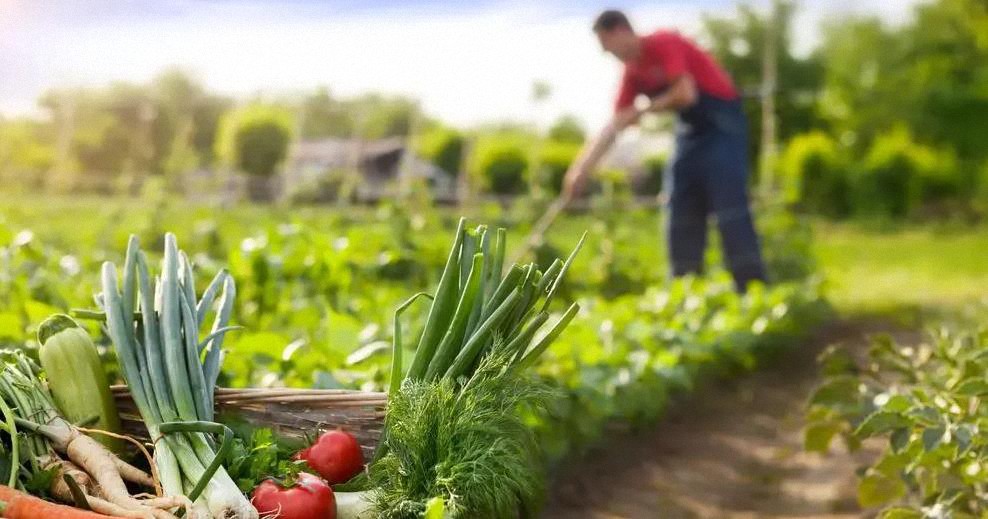 Un estudio dice que cultivar sus propios alimentos es «malo para el clima», he aquí por que están equivocados