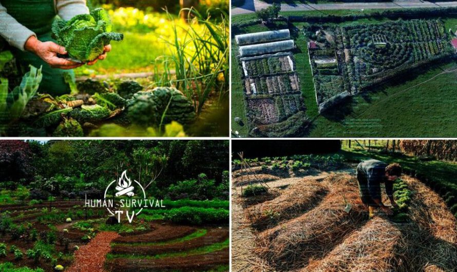 Permacultura: Fundamentos, Historia y Prácticas Sostenibles