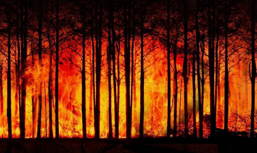 Gobernador chileno confirma «la intencionalidad de los incendios» que dejaron 133 muertos