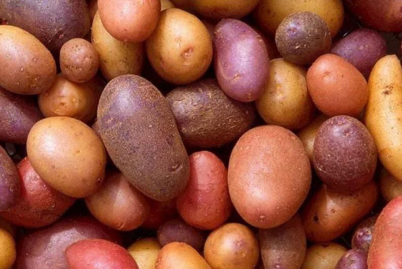 Patata o papa, no engorda y aporta energía