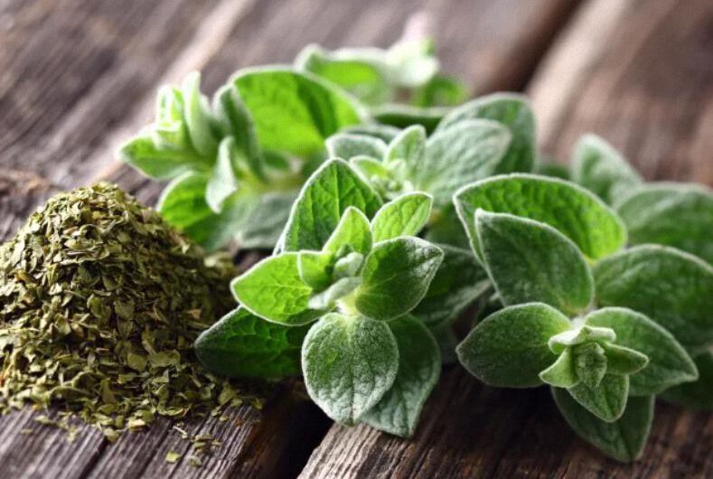 Las propiedades del orégano