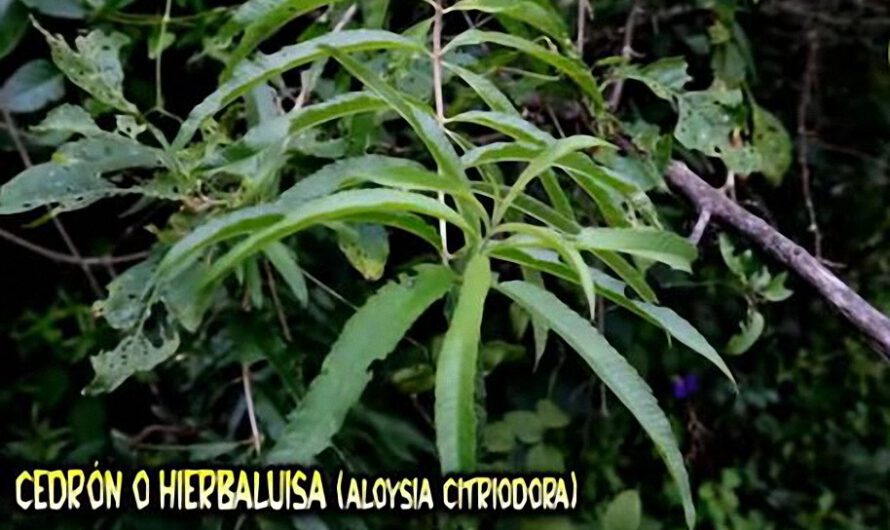 El Cedrón o Hierbaluisa y sus beneficios – Plantas Medicinales