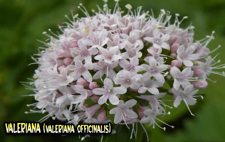 La Valeriana y sus beneficios – Plantas medicinales