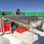 Los científicos han descubierto antiguos rastros de contaminación por metales tóxicos en el hielo de la Antártida