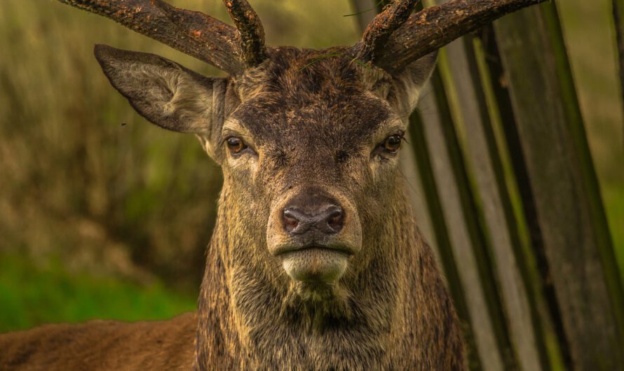 El presentador de un popular programa sobre vida silvestre es víctima del ataque de un ciervo