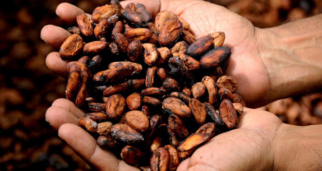 El precio del cacao alcanza su nivel más alto desde 1977