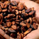 El precio del cacao alcanza su nivel más alto desde 1977