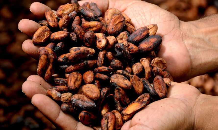 El precio del cacao alcanza su nivel más alto desde 1977
