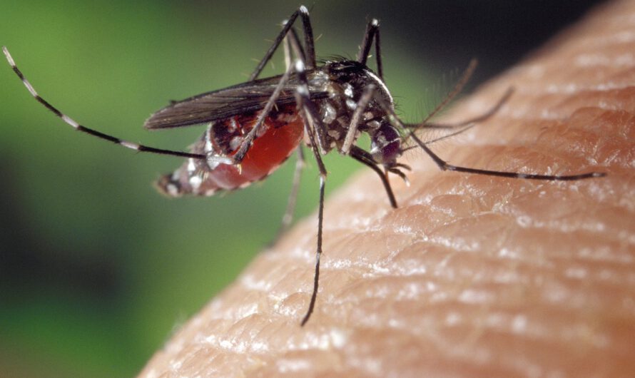 Otro ‘tarifazo’ en Argentina: el precio de los repelentes se dispara ante la avalancha de mosquitos