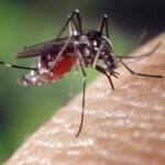 Invasión de mosquitos en las ciudades más importantes del mundo