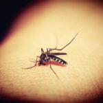 Río de Janeiro enfrenta una epidemia de dengue batiendo el récord histórico de infectados