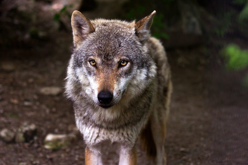 Lobos mutantes de Chernóbyl desarrollan genes resistentes al cáncer, revela un estudio