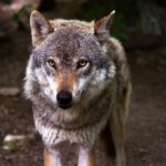 Lobos mutantes de Chernóbyl desarrollan genes resistentes al cáncer, revela un estudio