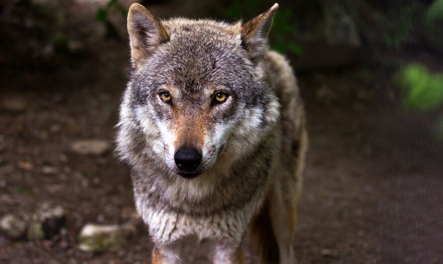 Lobos mutantes de Chernóbyl desarrollan genes resistentes al cáncer, revela un estudio