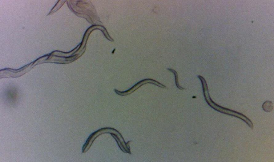 Pequeños gusanos toleran la radiación de Chernóbyl