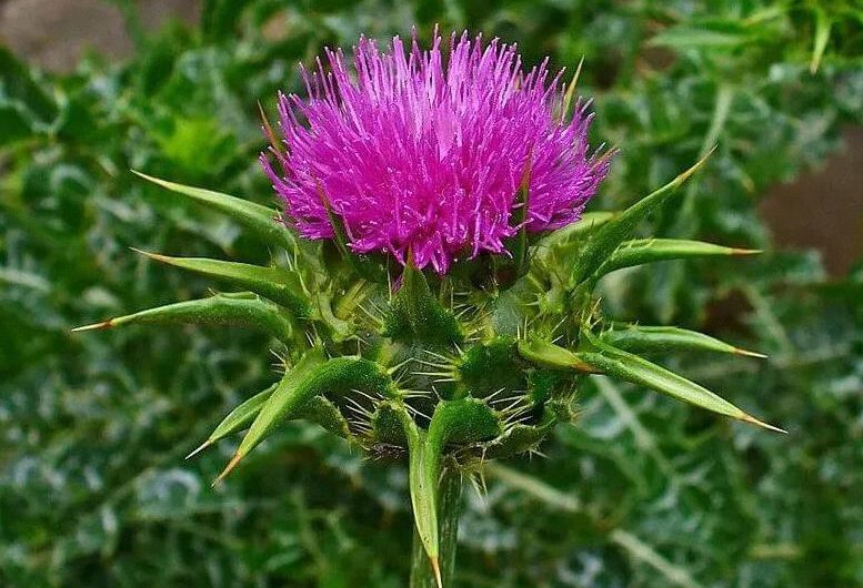 Cardo mariano, protege tu hígado y más