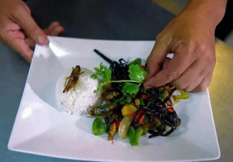 Argentina: se inauguró la primera “biofábrica de insectos”