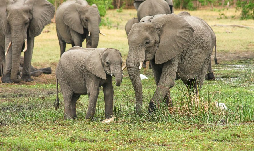 Avistan un raro ritual funerario de elefantes parecido al de los humanos
