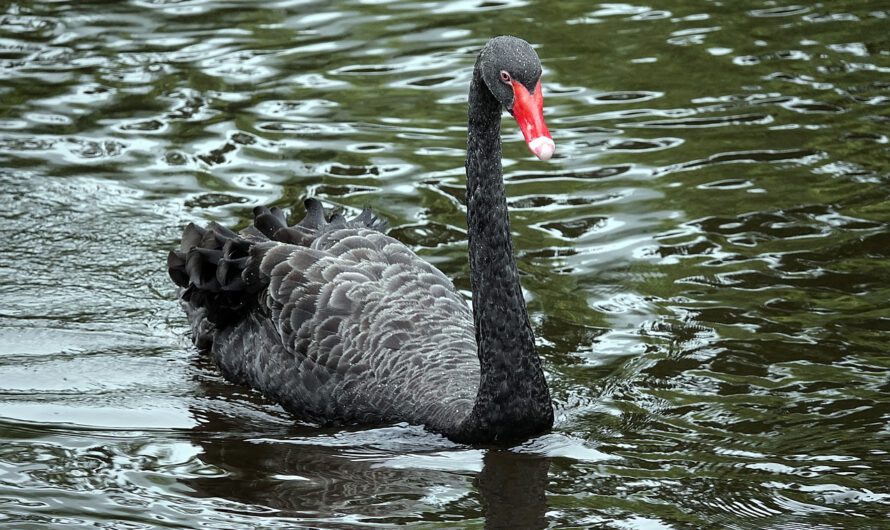 Ex congresista advierte al público que se preparen para el impredecible evento del Cisne Negro