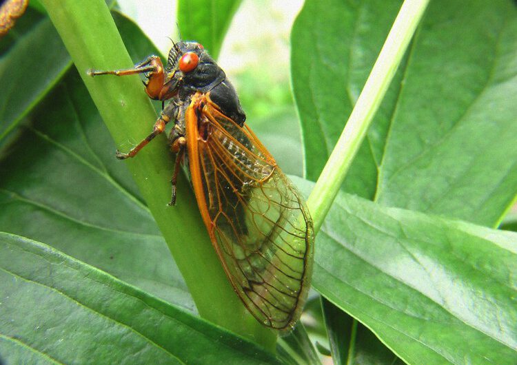 EE.UU., en alerta por inminente invasión de ‘cigarras zombis’ hipersexuales