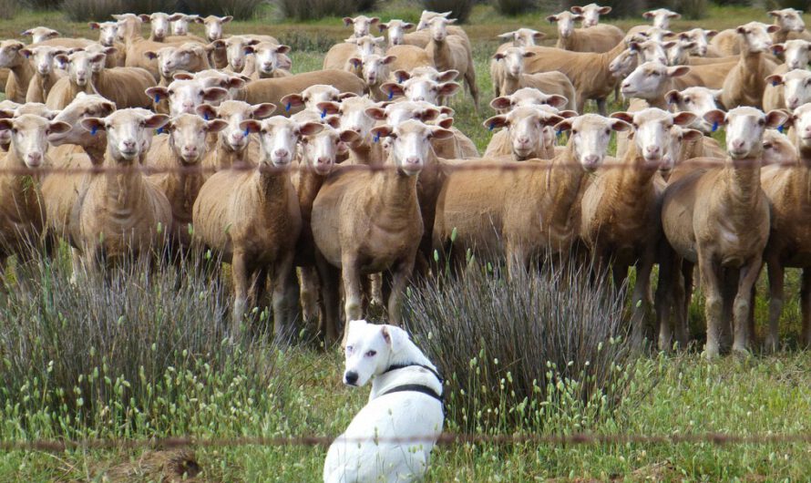 La extraña noche del pánico ovejuno (esto pasó de verdad)