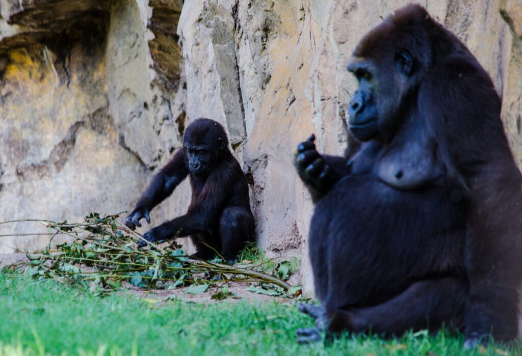 El afán por promover la energía ‘verde’ amenaza a especies animales en África, según un estudio