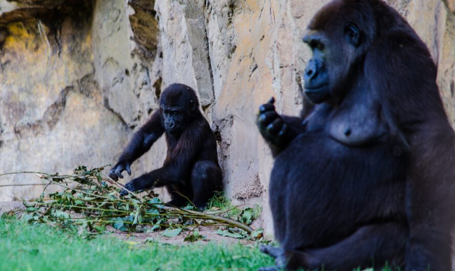 El afán por promover la energía ‘verde’ amenaza a especies animales en África, según un estudio