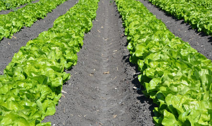 Los alimentos patentados o la privatización de la lechuga