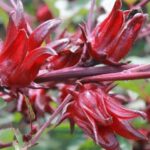 Hibiscus o Rosella: el secreto mejor guardado de la naturaleza