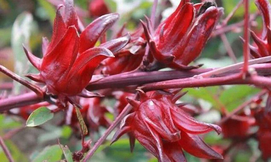 Hibiscus o Rosella: el secreto mejor guardado de la naturaleza