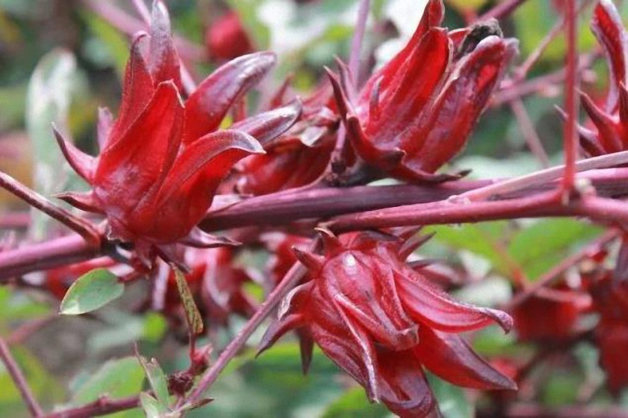 Hibiscus o Rosella: el secreto mejor guardado de la naturaleza