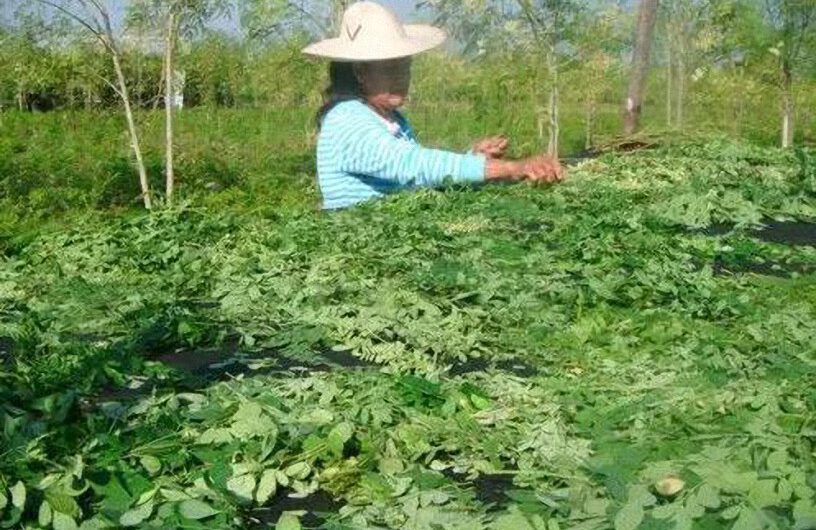 Moringa: El Árbol de la Vida