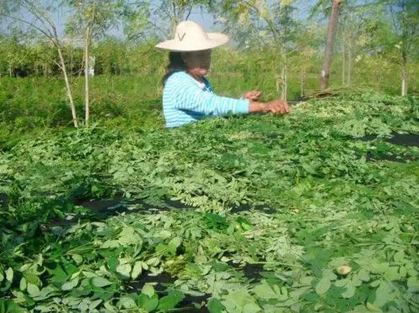 Moringa: El Árbol de la Vida