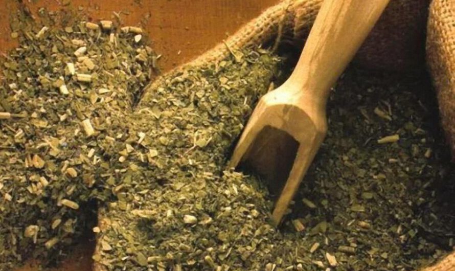 Yerba Mate: propiedades medicinales y alimenticias