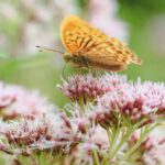 Valeriana y otras 9 plantas para el insomnio y la ansiedad