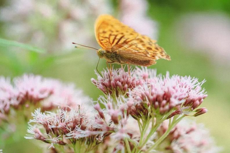 Valeriana y otras 9 plantas para el insomnio y la ansiedad