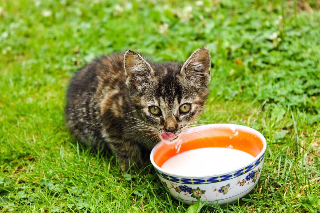 Leche de vacas con gripe aviar mata a más de una decena de gatos en EE.UU.