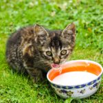 Leche de vacas con gripe aviar mata a más de una decena de gatos en EE.UU.