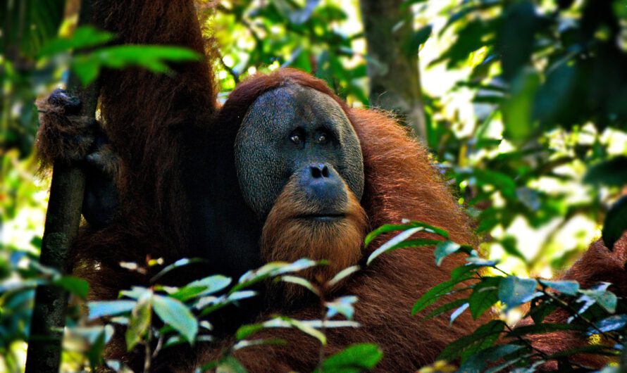 Descubren por primera vez a un orangután curarse con una planta medicinal