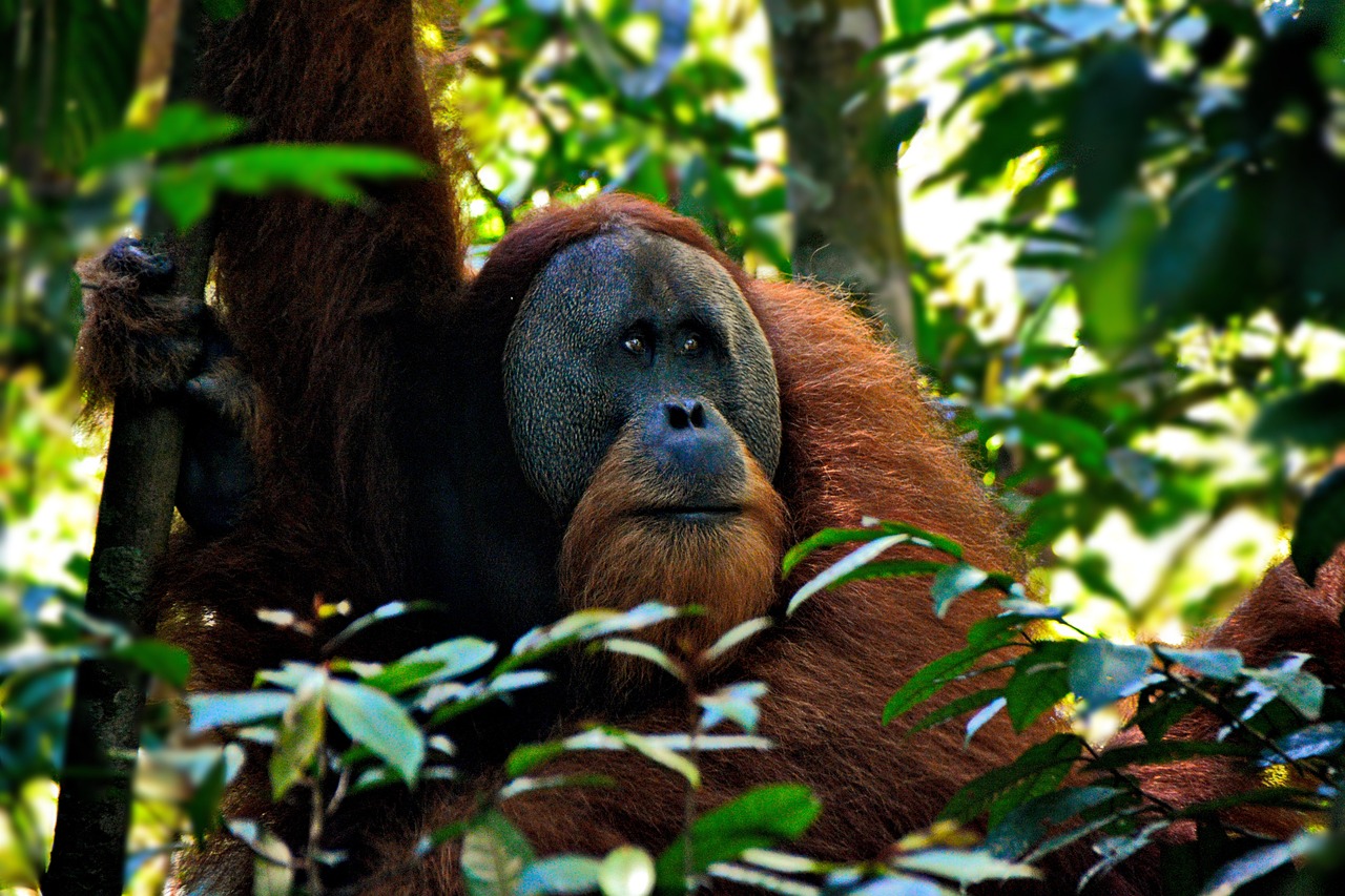 Descubren por primera vez a un orangután curarse con una planta medicinal