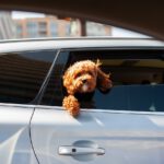 Un tipo de sustancias usadas en la fabricación de coches podrían provocar cáncer