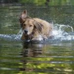 ¿Qué hace que los perros sean tan extraordinarios?