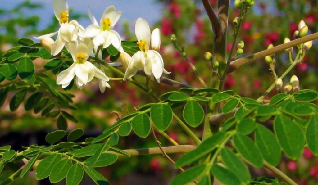 Los secretos de la Moringa: El Árbol de la vida