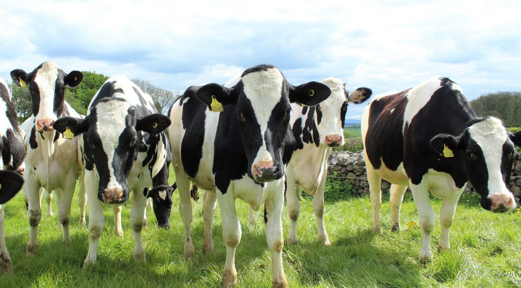 Este país europeo impondrá un impuesto por los gases de efecto invernadero de sus vacas