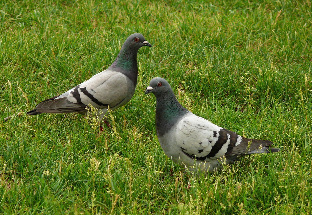 Un centro financiero mundial exterminará a sus palomas