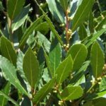 Beneficios del laurel para la salud