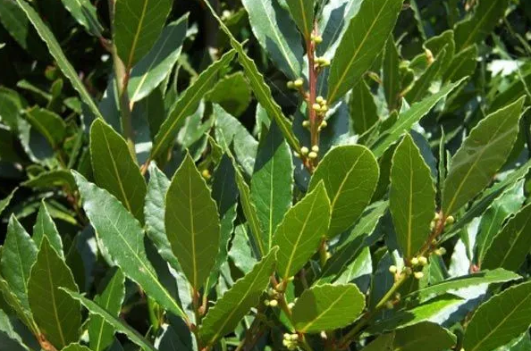 Beneficios del laurel para la salud